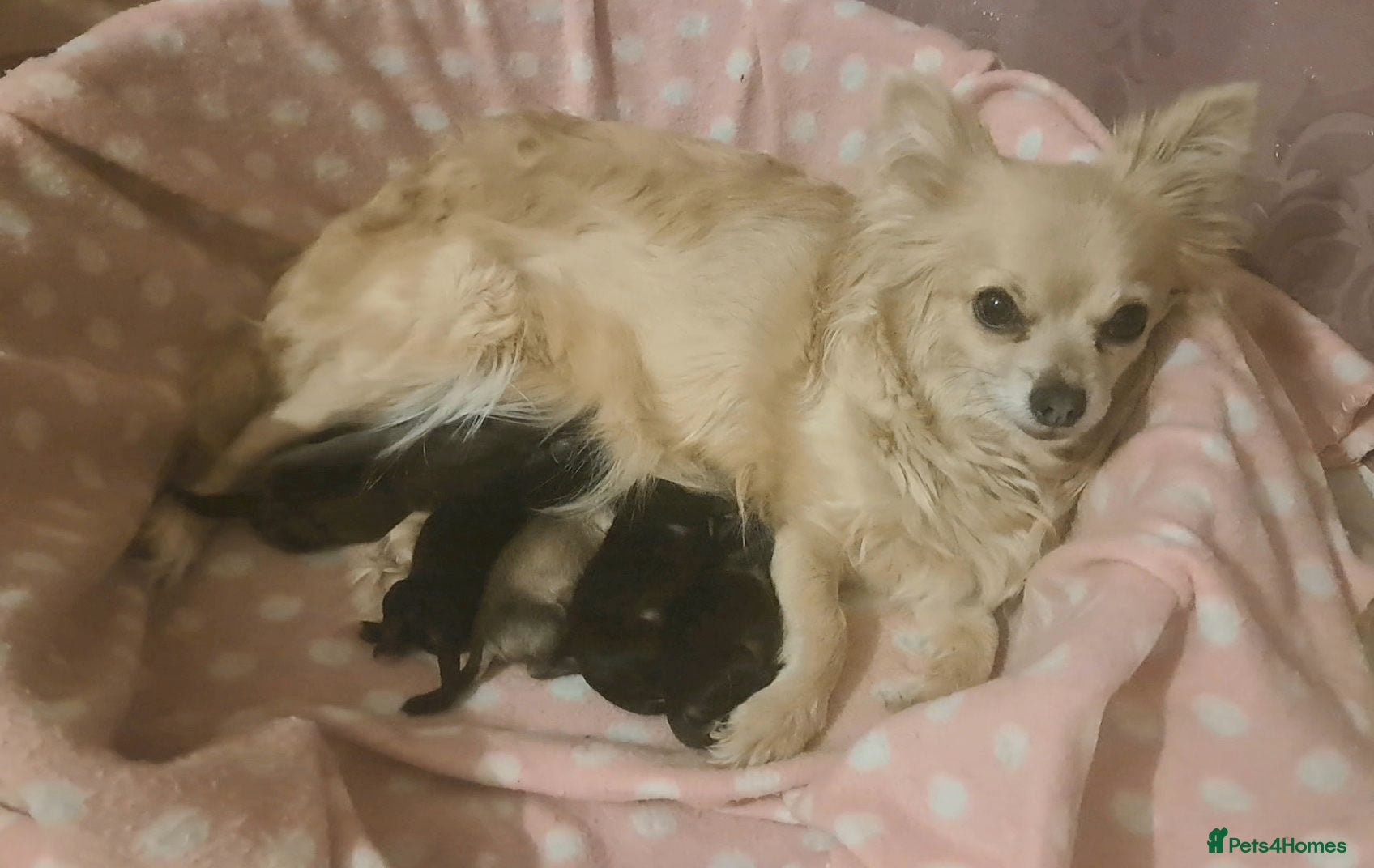 Chihuahua dogs Long Coat Chihuahua puppies - Advert 1