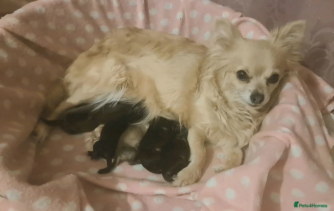Chihuahua dogs for sale: Long Coat Chihuahua puppies - Advert 1