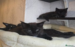 Maine Coon cats for sale: Maine Coon Kittens Polydactyl Russian line - Image 35