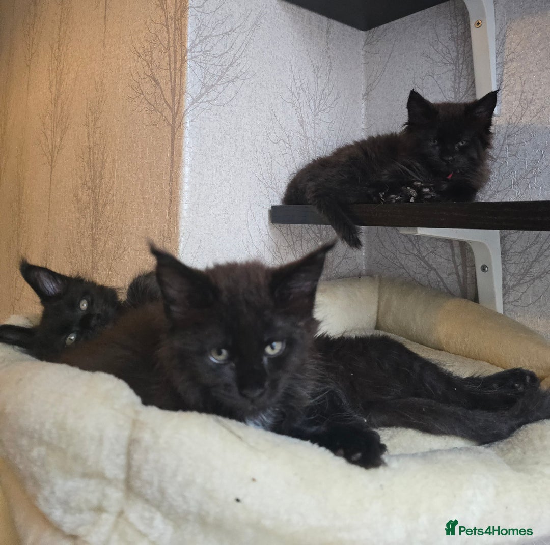 Maine Coon cats for sale: Maine Coon Kittens Polydactyl Russian line - Image 35