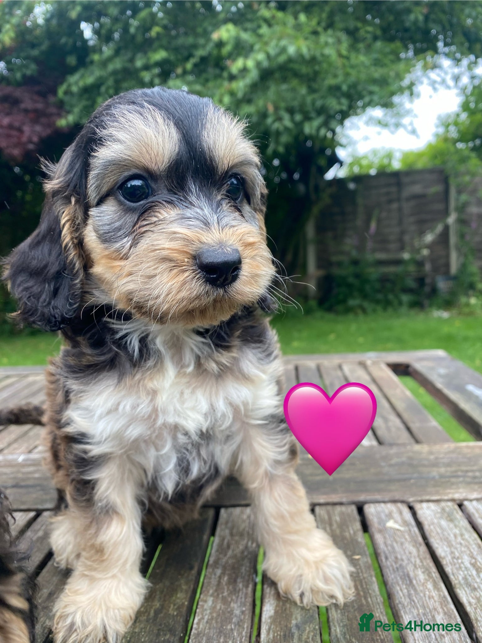 Cockapoo Puppy 6
