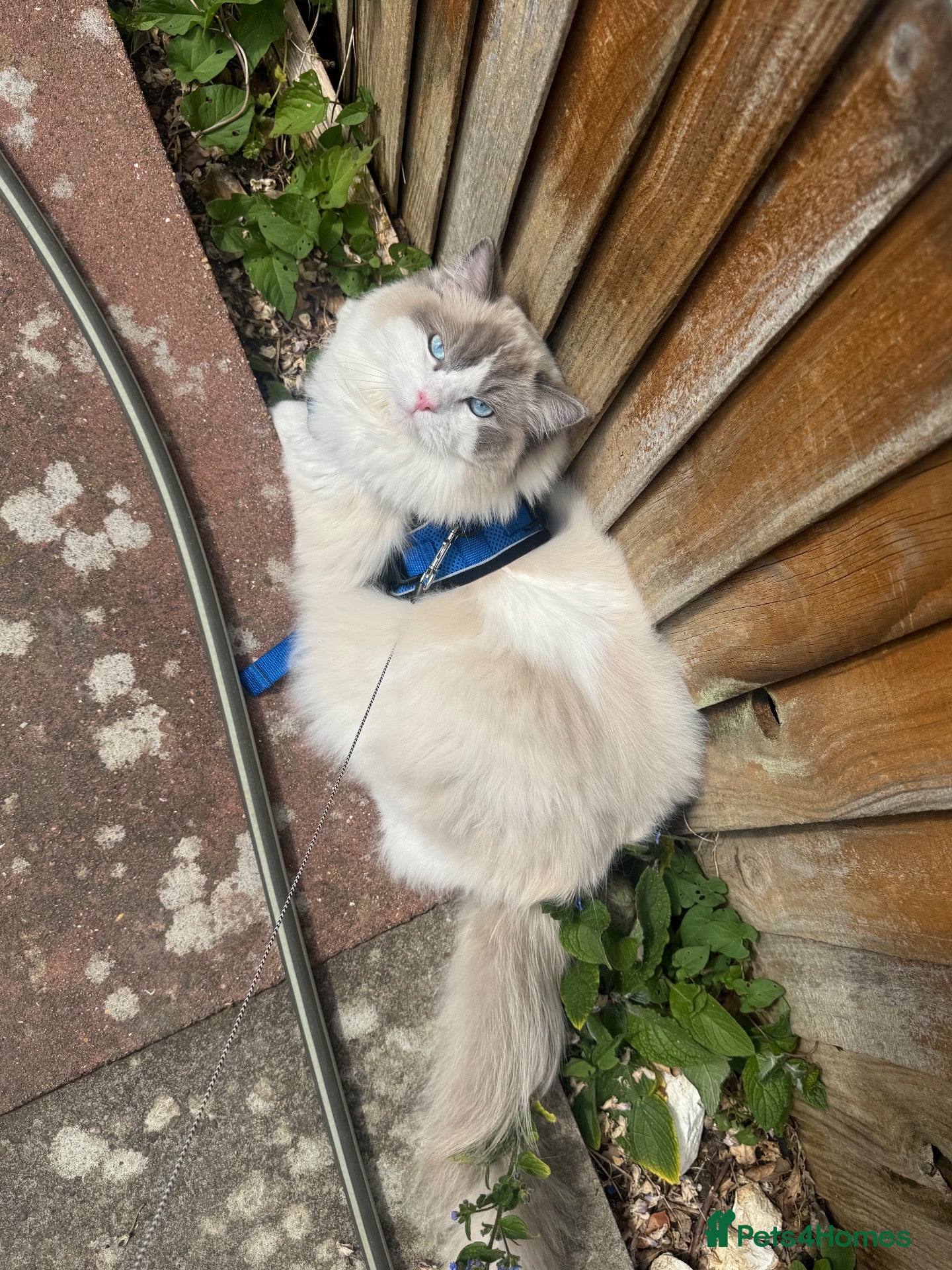 Ragdoll cats Fluffy the ragdoll  - Advert 3