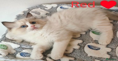Ragdoll cats - Advert 10