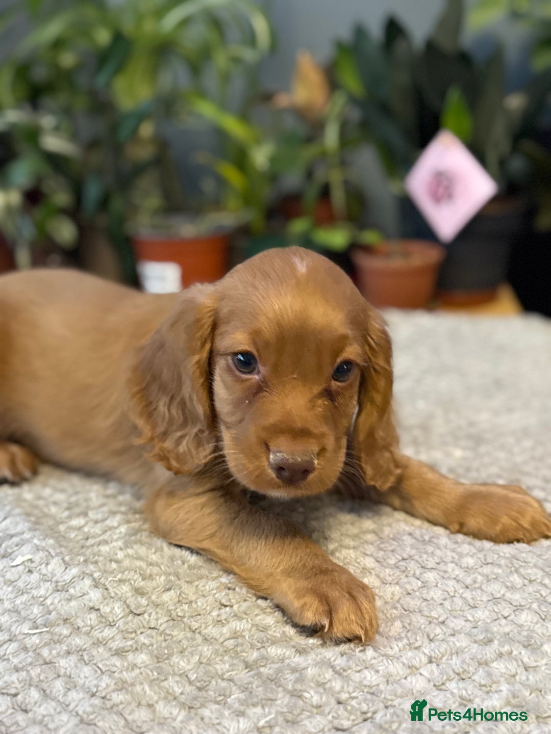 Cocker Spaniel dogs for sale: Four beautiful *working* cocker spaniel puppies - Advert 36