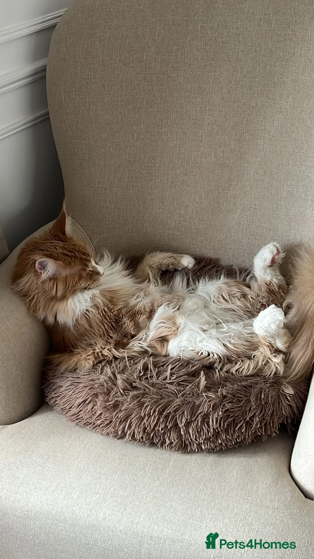 Maine Coon cats for sale: Maine Coon & Ragamuffin for sale - Advert 2