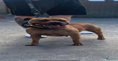 Staffordshire Bull Terrier dogs - Advert 5
