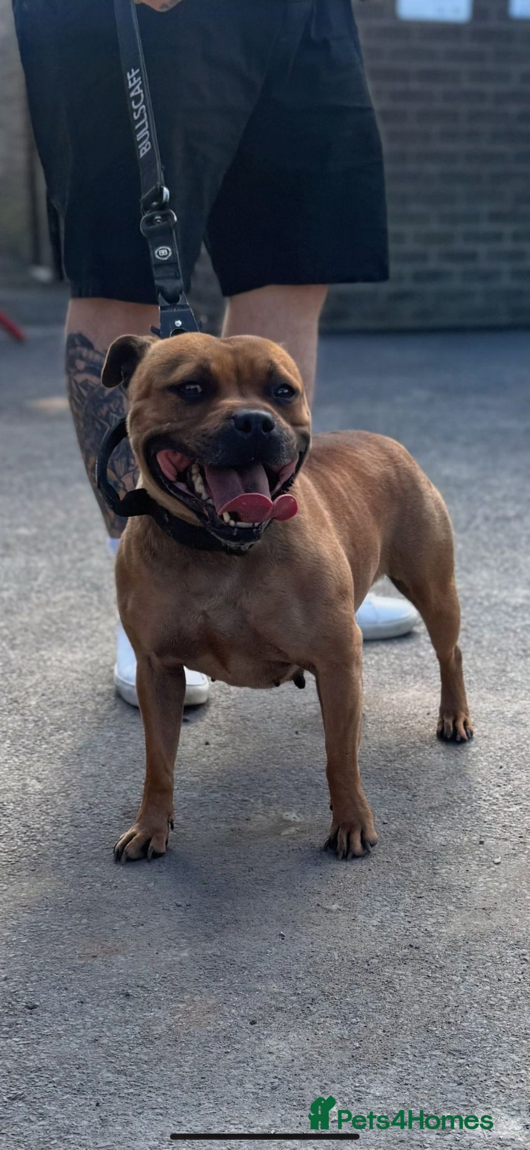 Staffordshire Bull Terrier dogs for sale: Outstanding Vangerbull Red SBT litter!  - Image 16