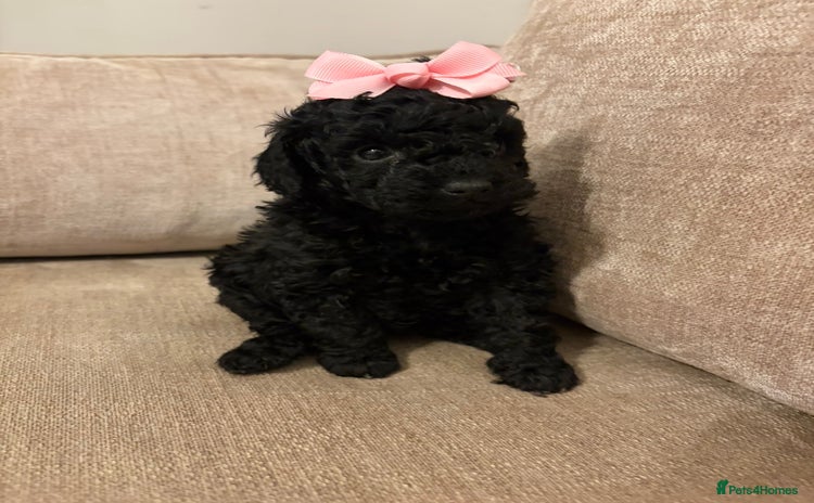 Miniature Poodle dogs I have 3 black beautiful miniature poodles - Advert 1