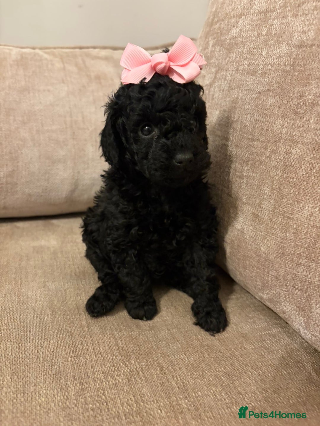 Miniature Poodle dogs for sale: I have 3 black beautiful miniature poodles - Advert 1