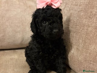 Miniature Poodle dogs I have 3 black beautiful miniature poodles - Advert 1