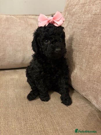 Miniature Poodle dogs I have 3 black beautiful miniature poodles - Advert 1