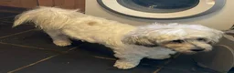 Mixed Breed dogs for adoption: Trinny needs a loving home  - Advert 4