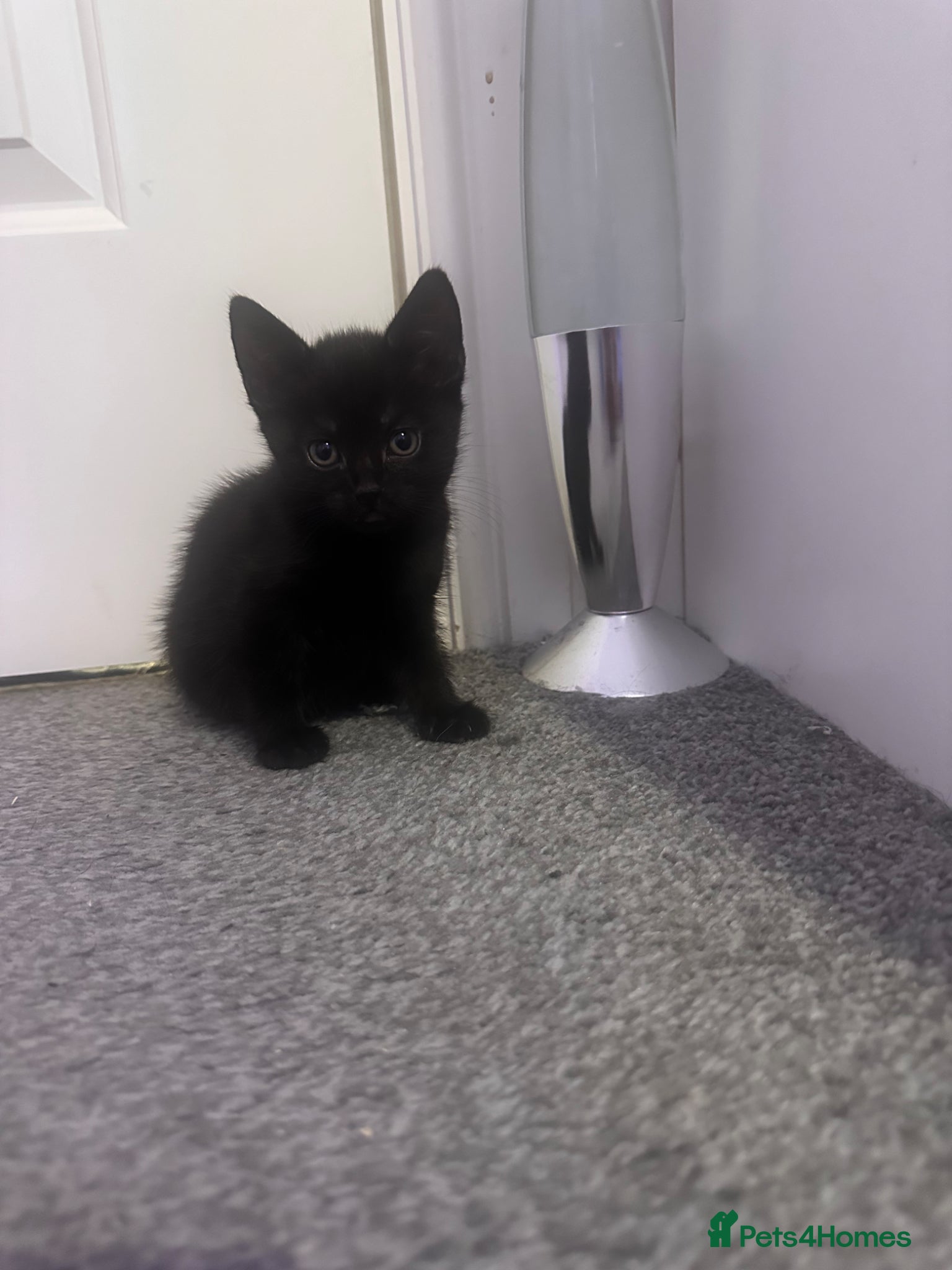 Mixed Breed cats  Premium Quality Female Kittens Panda, Luna & Nova - Advert 7