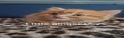 Mixed Breed cats for sale: 7 adorable kittens  - Advert 6