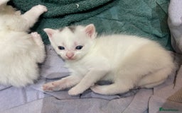 Ragdoll cats for sale: 8 Gorgeous kittens for sale (Reservation) - Image 11