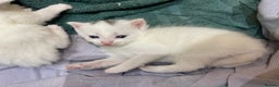 Mixed Breed cats for sale: 8 Gorgeous kittens for sale (2 white boys left) - Advert 11
