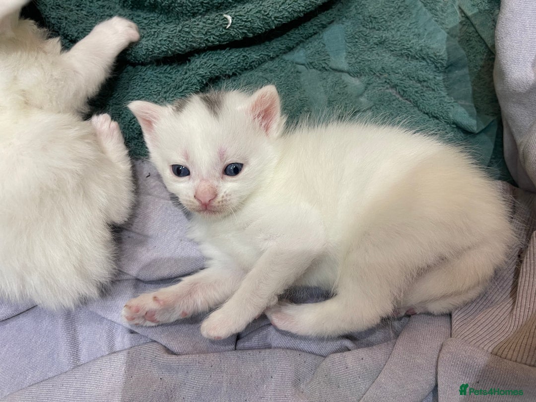 Ragdoll cats for sale: 8 Gorgeous kittens for sale (Reservation) - Image 11