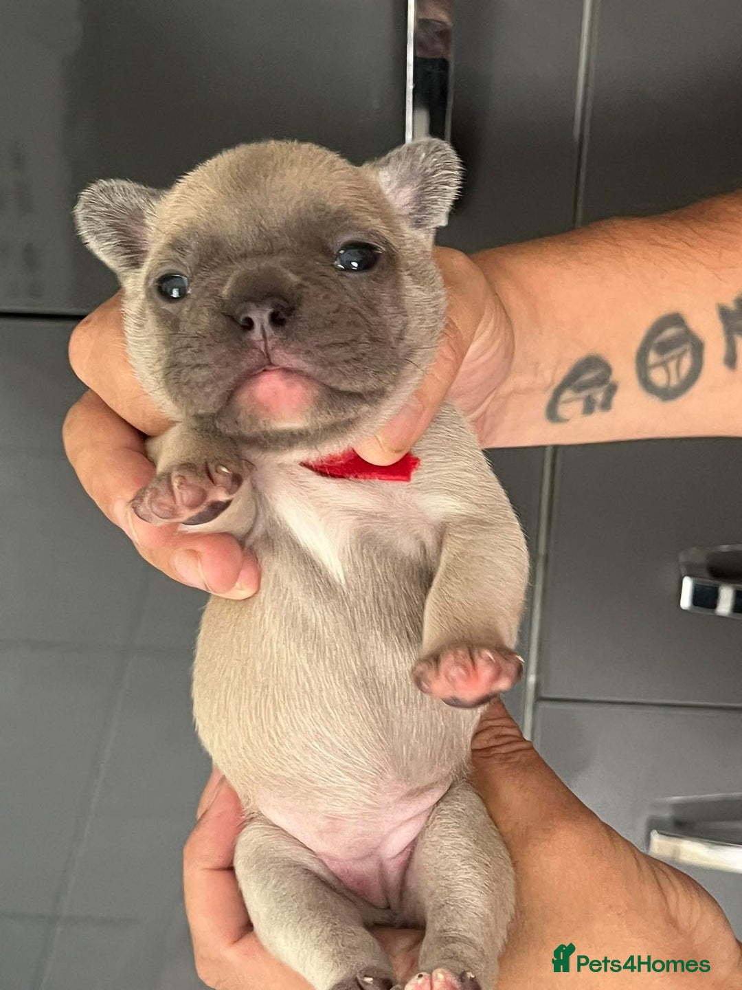 French Bulldog dogs for sale: Ready to leave on the 12th of September - Image 10