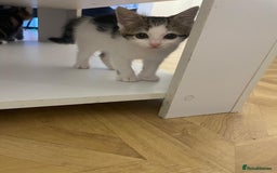 Mixed Breed cats for sale: Gorgeous mixed kittens from European Tabby breed - Image 6