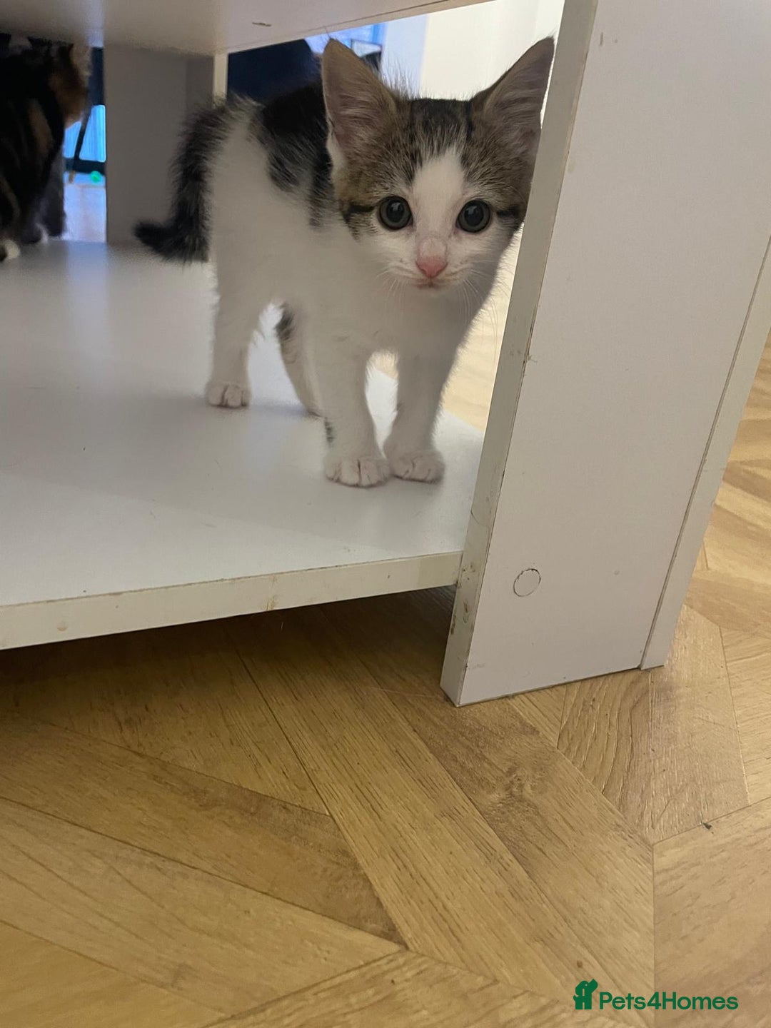Mixed Breed cats for sale: Gorgeous mixed kittens from European Tabby breed - Image 6