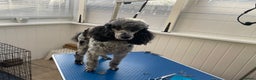 Toy Poodle dogs for stud: Merle poodle stud in Wakefield - Advert 1