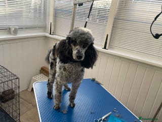 Toy Poodle dogs Merle poodle stud in Wakefield - Advert 3