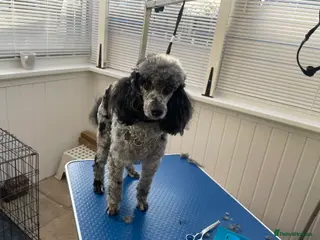 Toy Poodle dogs Merle poodle stud in Wakefield - Advert 17