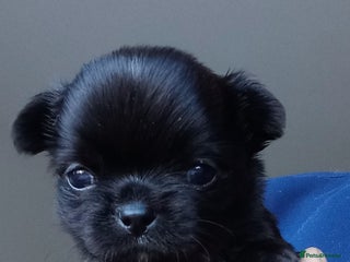 Chihuahua dogs ❤️🔥Dna tested parents❤️🔥KC regLong-coat 2boys - Advert 3