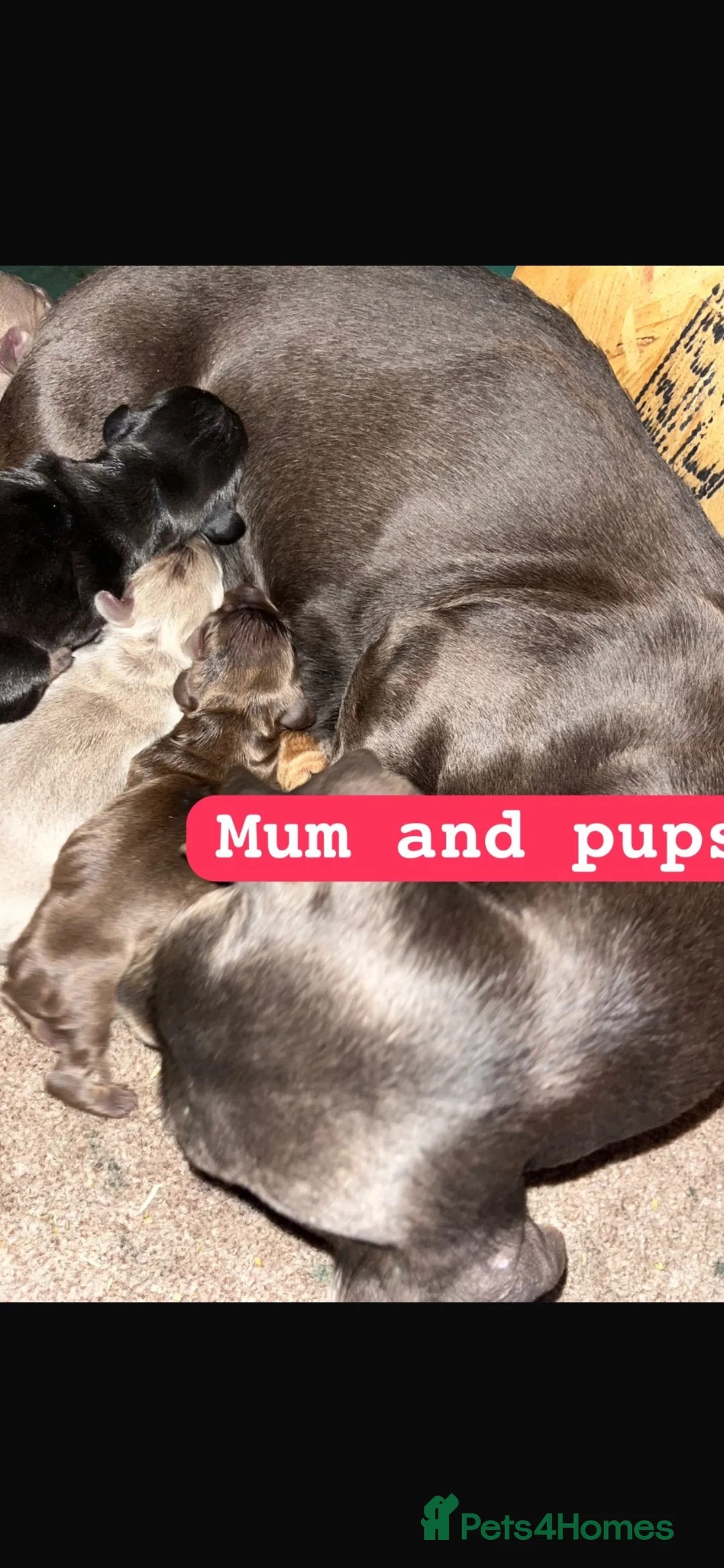 Dachshund dogs for sale: Dachshund puppies  in Wigan - Advert 9