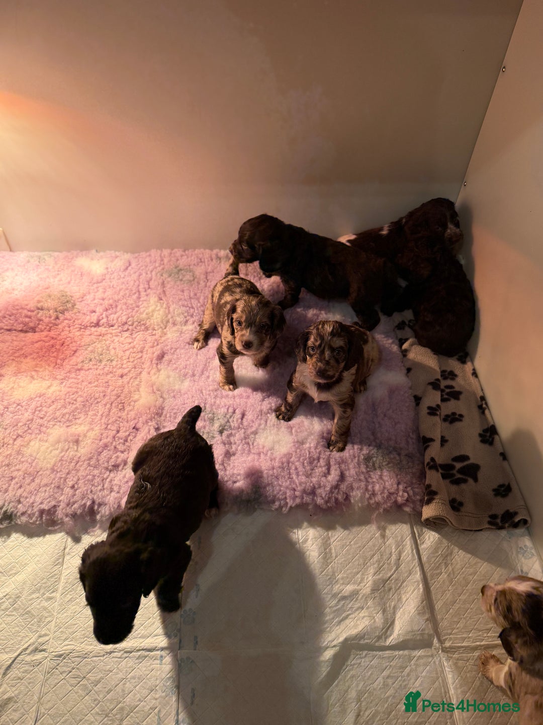 Cocker Spaniel dogs for sale: Working cocker spaniels  - Advert 2