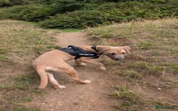 Mixed Breed dogs for sale: 10 month old staff/lab mix - Image 5