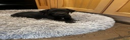 Great Dane dogs for sale: READY NOW… 3 BLACK GIRLS AVAILABLE  - Advert 1