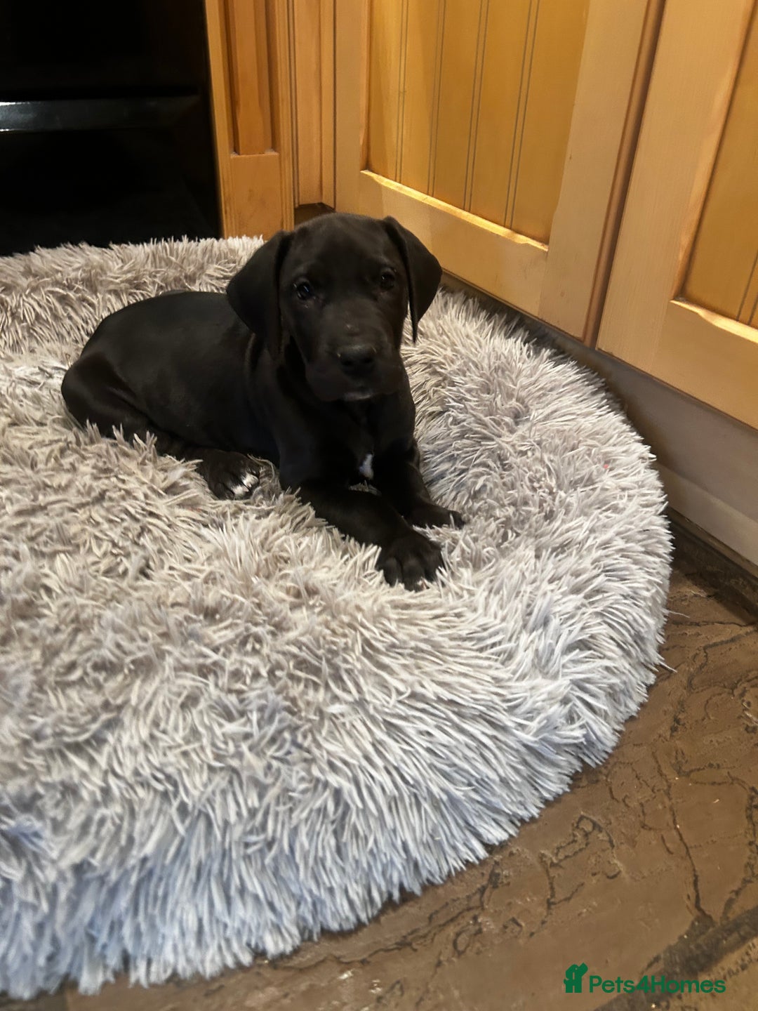 Great Dane dogs for sale: READY NOW… 3 BLACK GIRLS AVAILABLE  - Advert 1