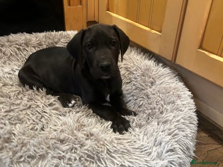 Great Dane dogs Stunning puppies, health tested KC parents. - Advert 7