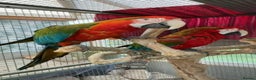 Macaws birds for sale: Tropicana x Jubilee pair of Macaws  - Advert 1