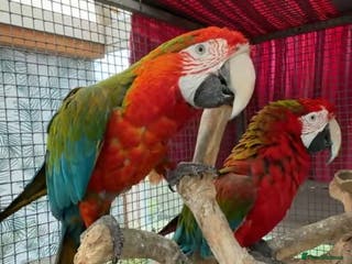 Macaws birds Tropicana x Jubilee pair of Macaws - Advert 4