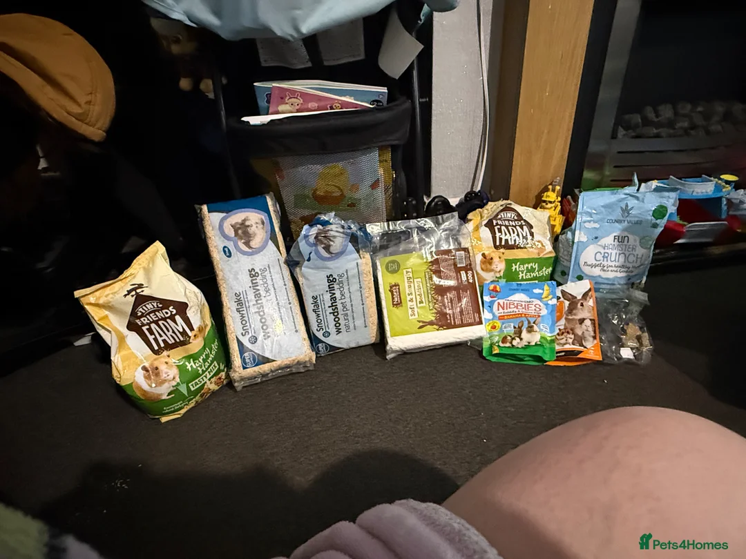 Hamster rodents for sale: Hamster  in Boldon Colliery - Advert 2