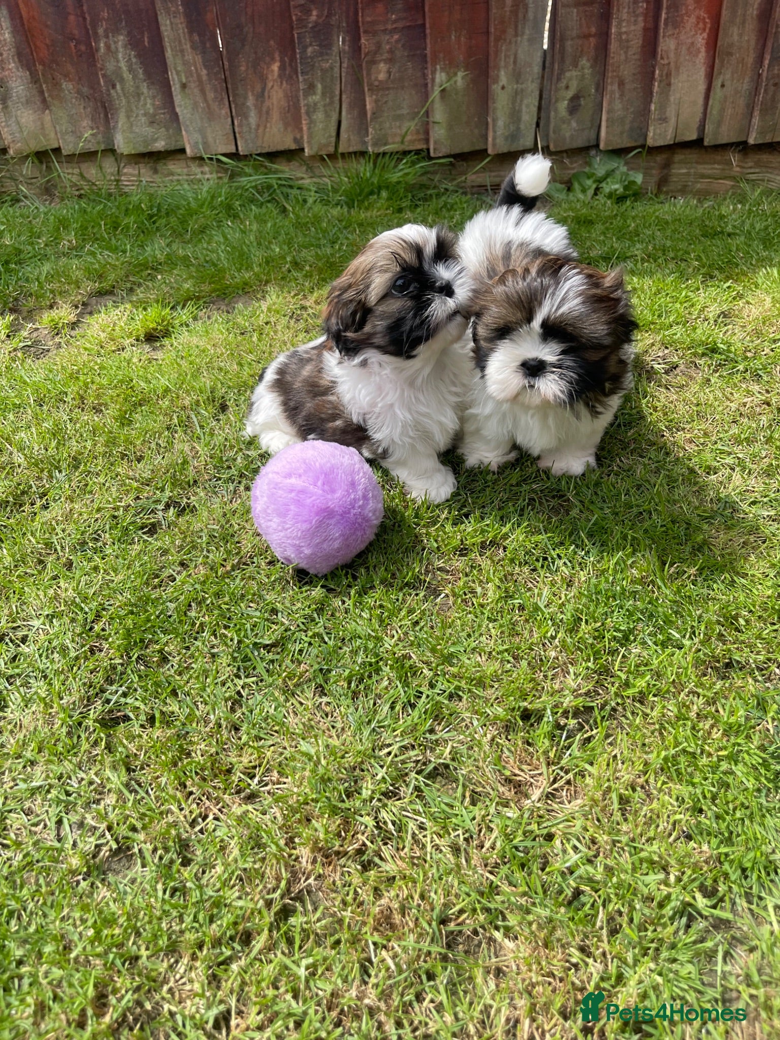 Shih Tzu dogs Imperial Shihtzu puppies for sale  - Advert 1