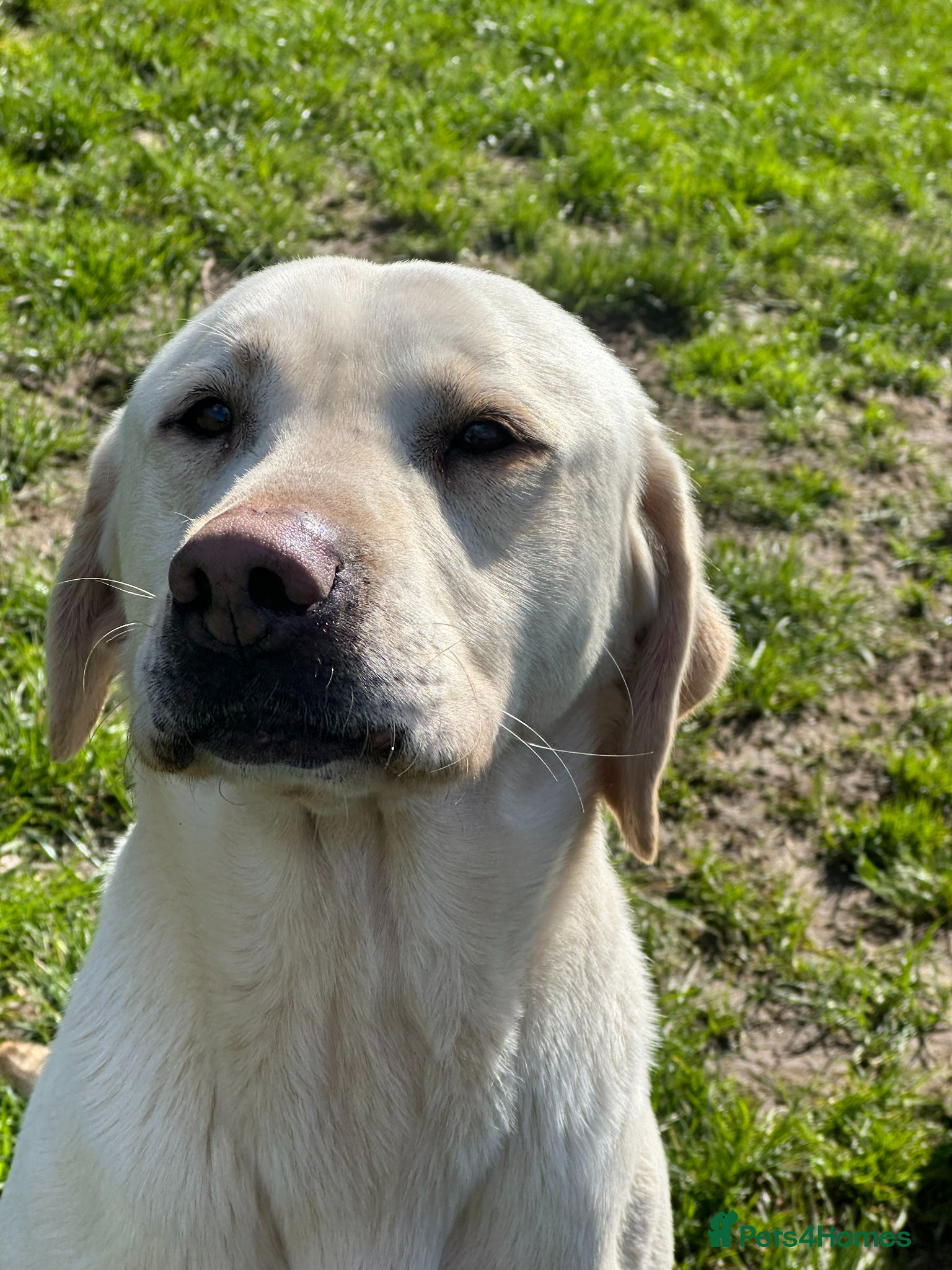Labrador Retriever dogs Yellow Working Labrador Stud Fully Health tested - Advert 15