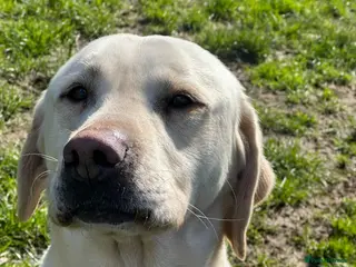 Labrador Retriever dogs Yellow Working Labrador Stud Fully Health tested - Advert 15