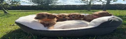 Cavapoo dogs for sale: Cavapoos🐶🥰 - Advert 9