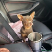 Chihuahua dogs for stud: 🏆⭐️Our SUPER STUD Duke, is just that⭐️🏆 in Hornchurch - Advert 3