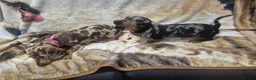 Dachshund dogs for sale: 🐶🐶🐶 2 female Dachshunds 4 months 🐶🐶🐶 - Advert 3