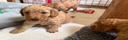 Cockapoo dogs for sale: 🐾 3 Gorgeous Male F1B Apricot Cockapoo Puppies 🐾 in Bournemouth - Advert 5