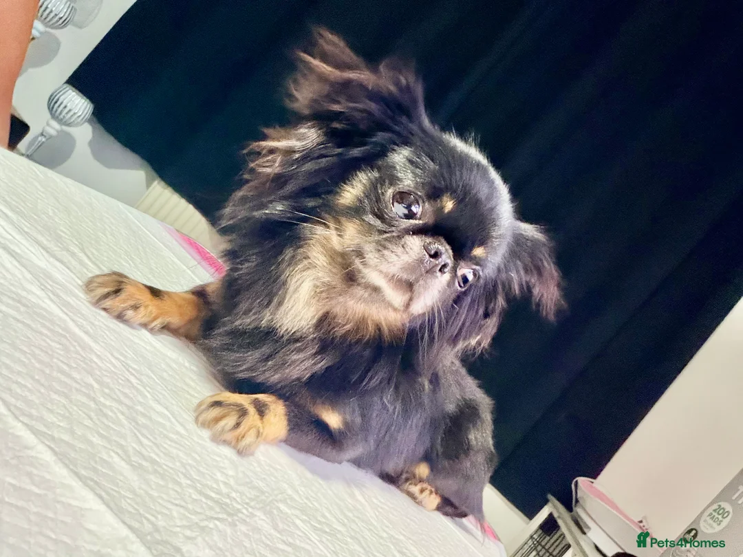 Mixed Breed dogs for sale: Fluffy Malchi puppies  - Advert 15