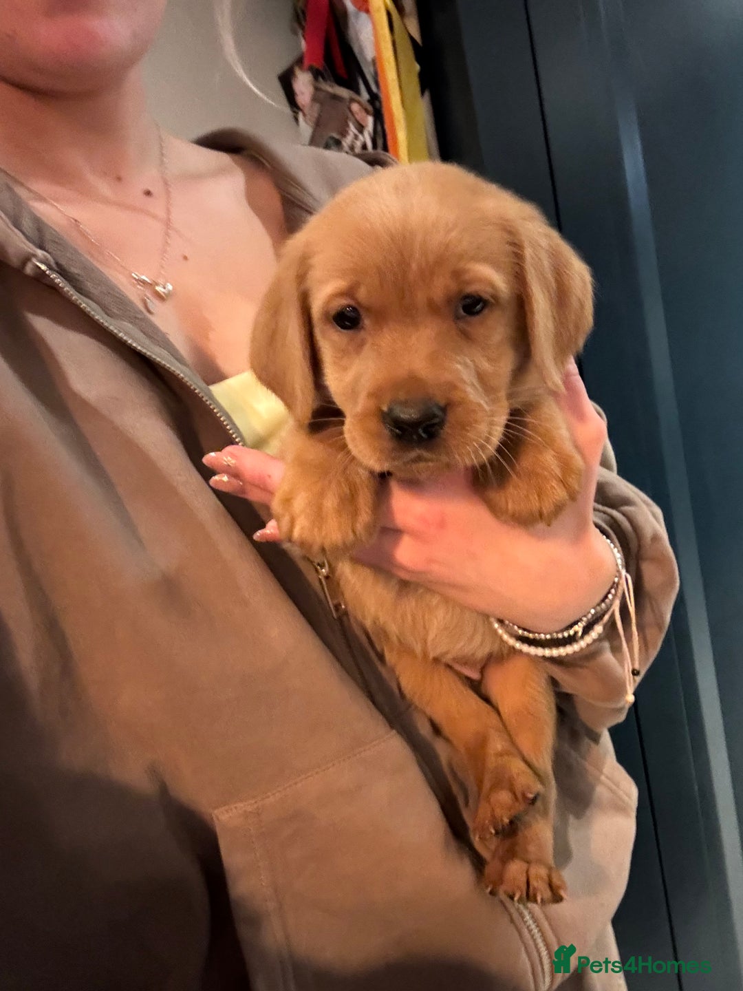 Labrador Retriever dogs for sale: 🐶 KC Registered Fox Red Labrador Puppies 🐶 - Advert 6