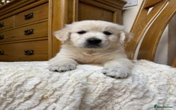 Golden Retriever dogs for sale: Out of DNA tested, kind & Champion bloodlines - Image 32