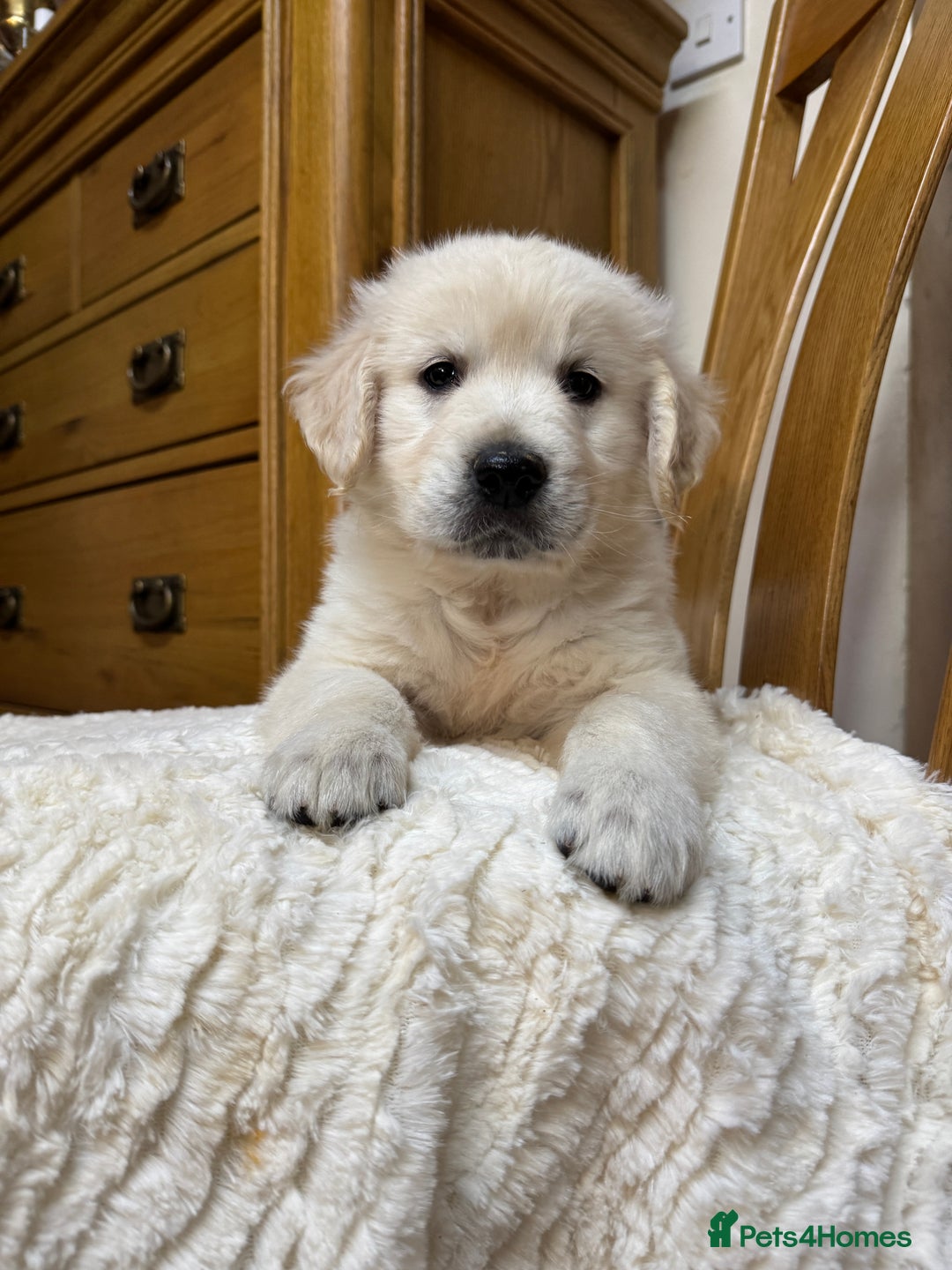 Golden Retriever dogs for sale: Out of DNA tested, kind & Champion bloodlines - Image 32