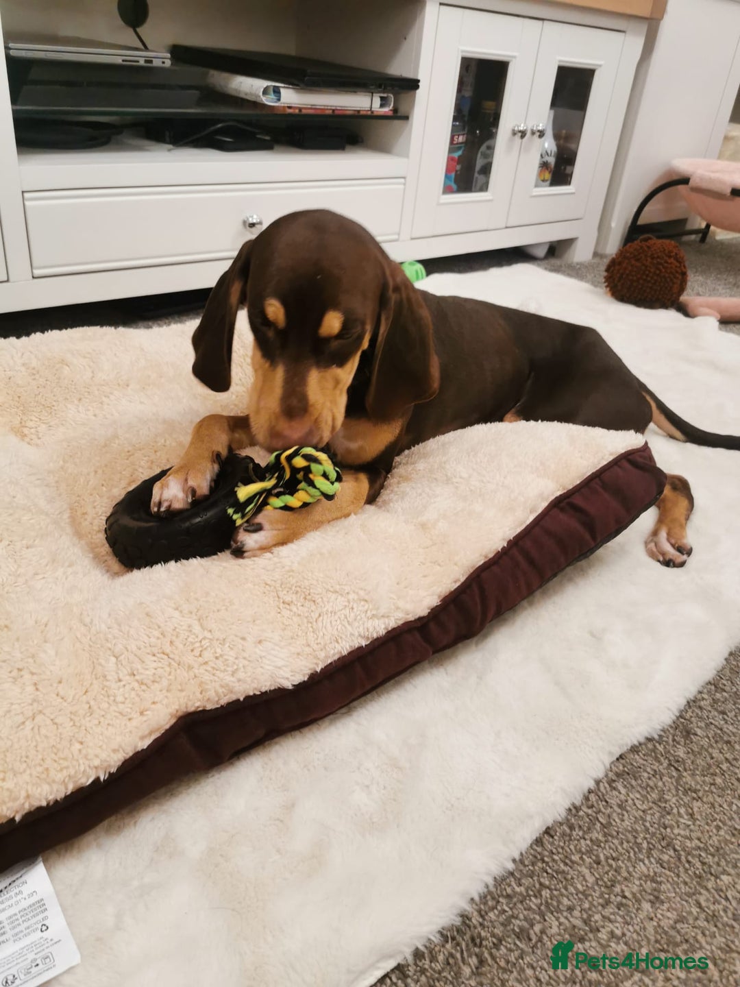 Mixed Breed dogs for adoption: Todd- chocolate pudding - Image 4