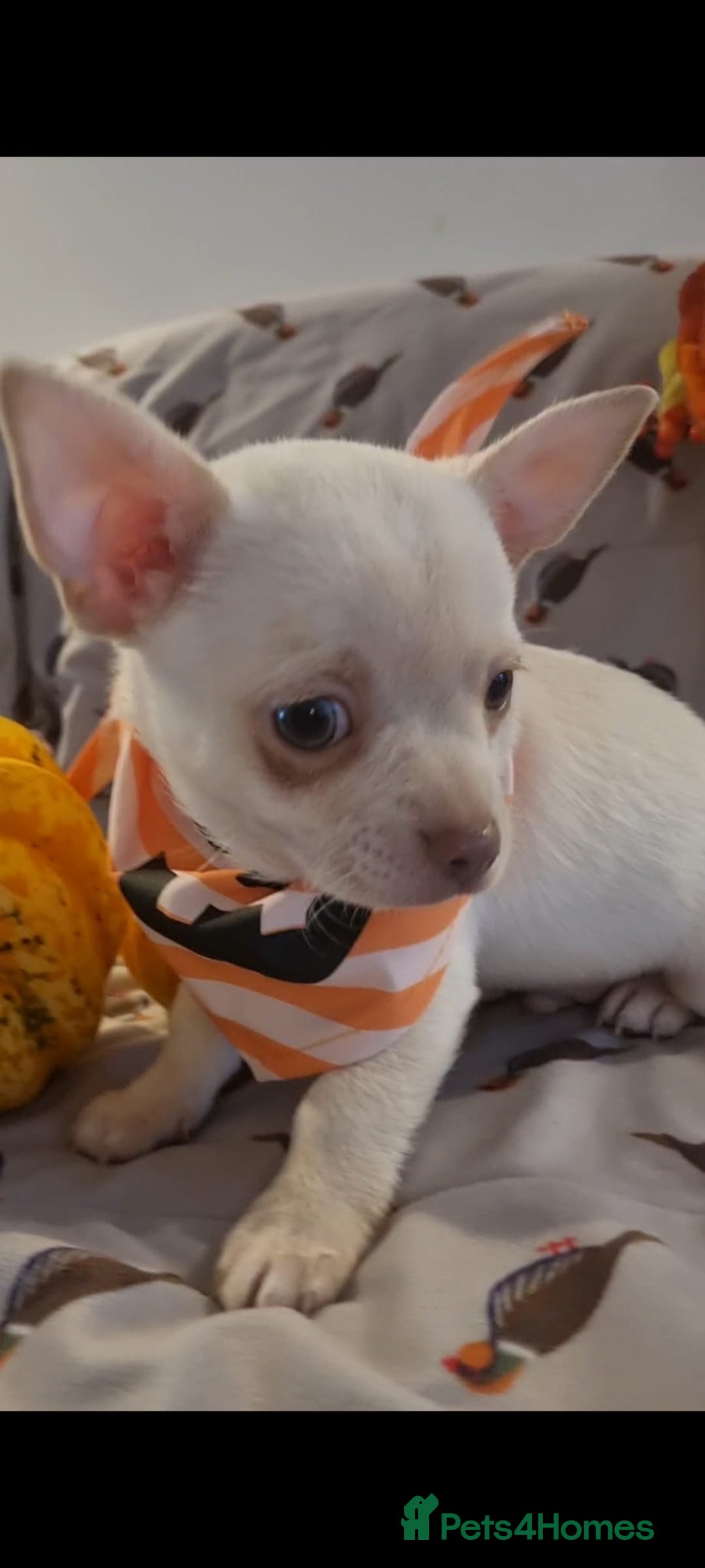 Chihuahua dogs for sale: Gorgeous Smooth coat KC registered chihuahuas - Image 20